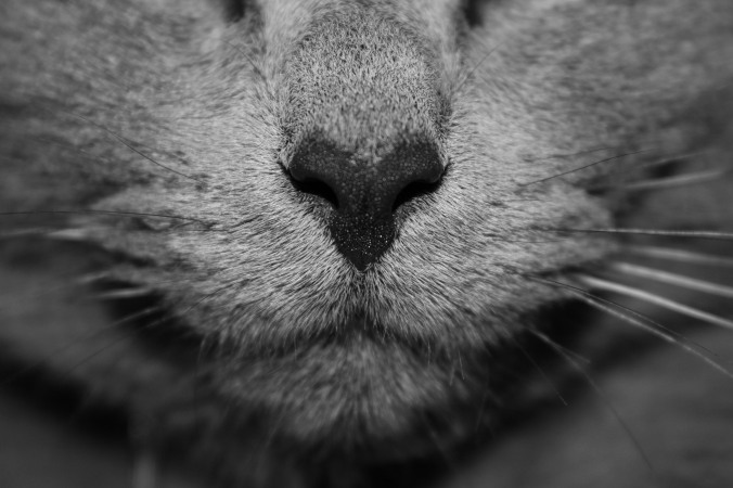 gray_cat_face