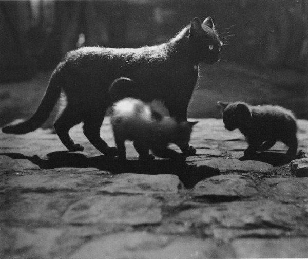 Brassai-cat-with-kittens